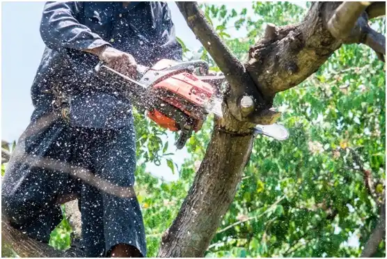 tree services Bremerton